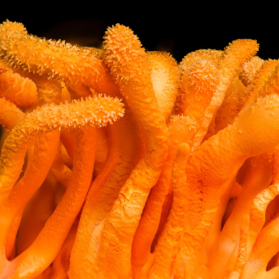 Cordyceps mushrooms