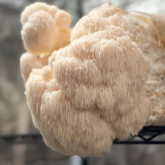 Lion's Mane & Turkey Tail mushrooms