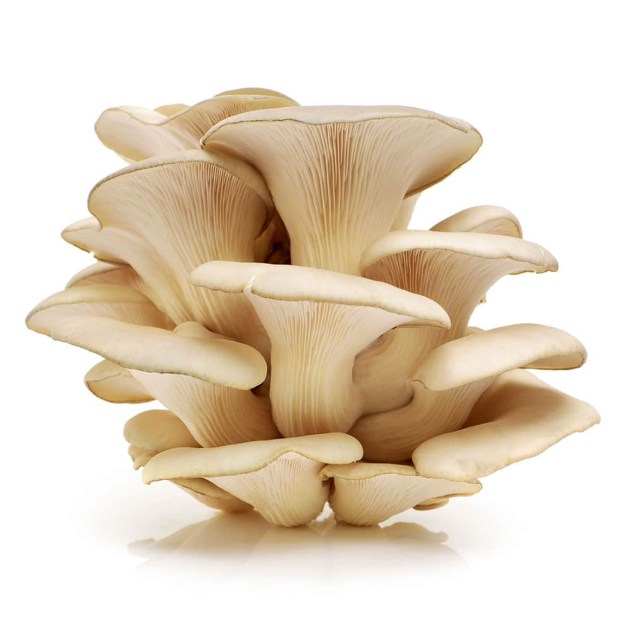 Oyster mushrooms (Pleurotus ostreatus)
