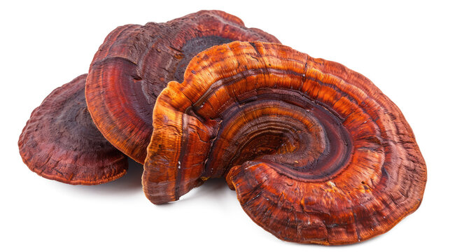 Reishi mushrooms (Ganoderma lucidum)