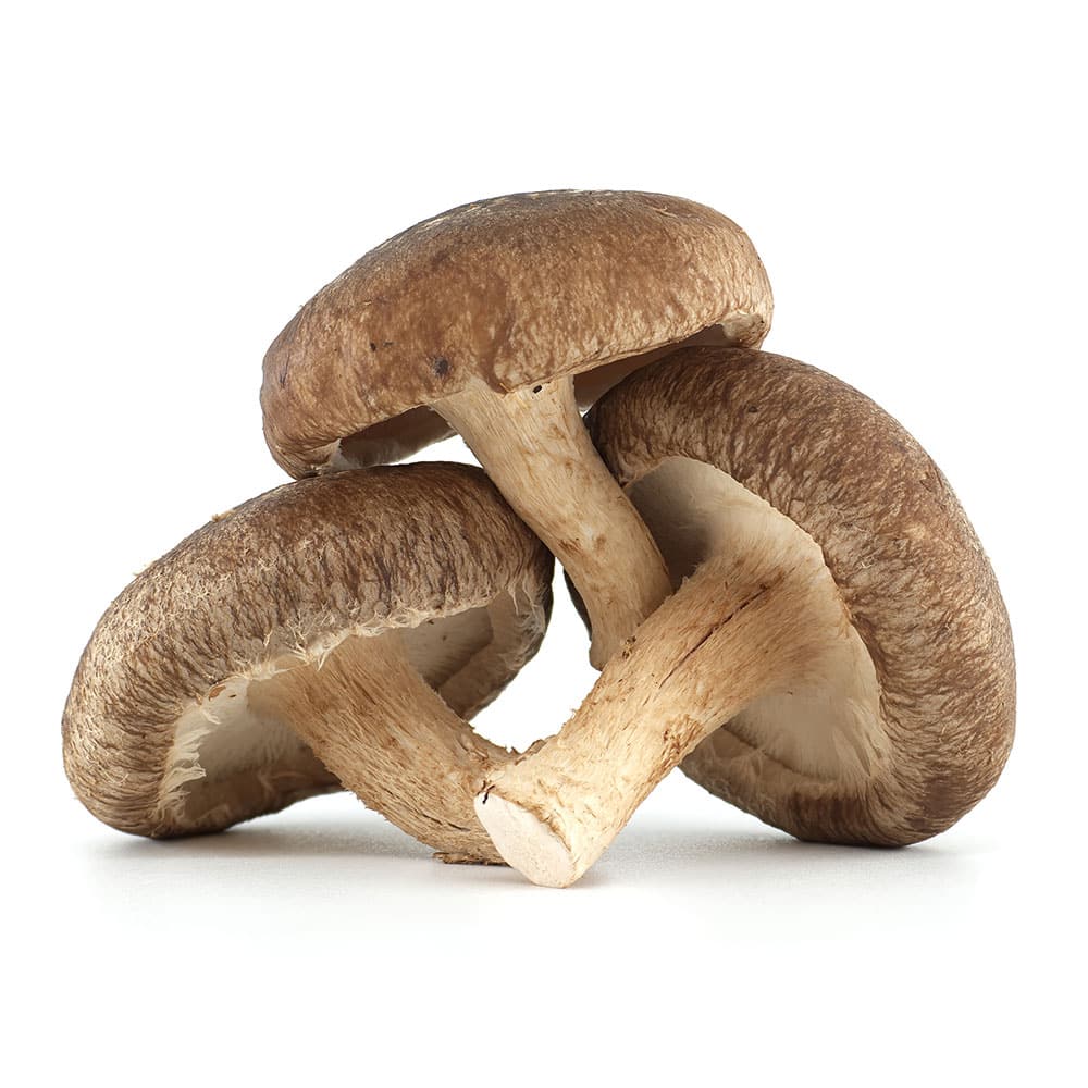 Shiitake mushrooms (Lentinula edodes)