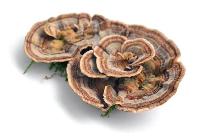 Turkey Tail mushrooms (Trametes versicolor)